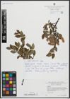 Foto von Salix arbuscula L.
